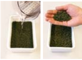 GREEN BETAINE