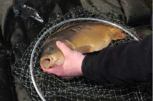  PREMIUM CARP