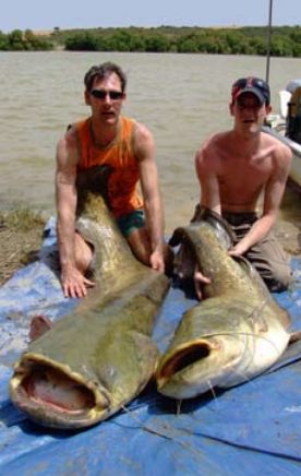 PREMIUM HALIBUT